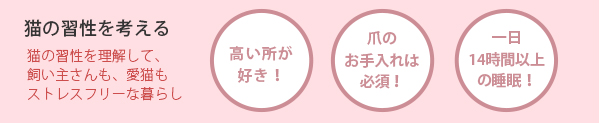 猫の習慣を考える　猫の習慣を理解して、飼い主さんも愛猫もストレスフリーな暮らし